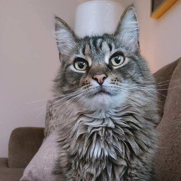 Enlarge Amelia, a Adoptable Domestic Long Hair in Lakewood, CO image 5/6