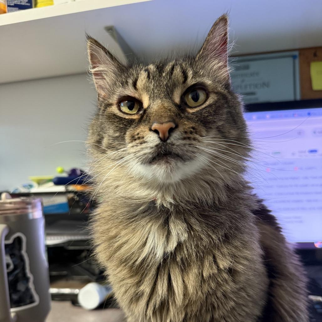 Enlarge Amelia, a Adoptable Domestic Long Hair in Lakewood, CO image 6/6