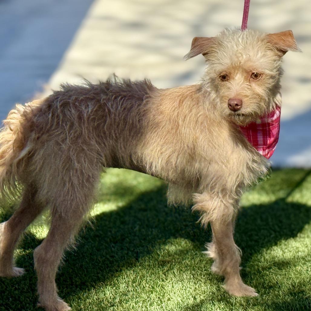 Fiona, Adoptable, Adult Female Terrier & Mixed Breed.