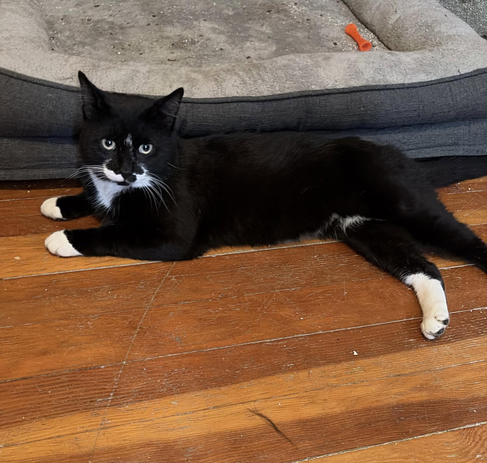 Enlarge Gatsby, a Adopted Domestic Short Hair in East Derry, NH image 2/3