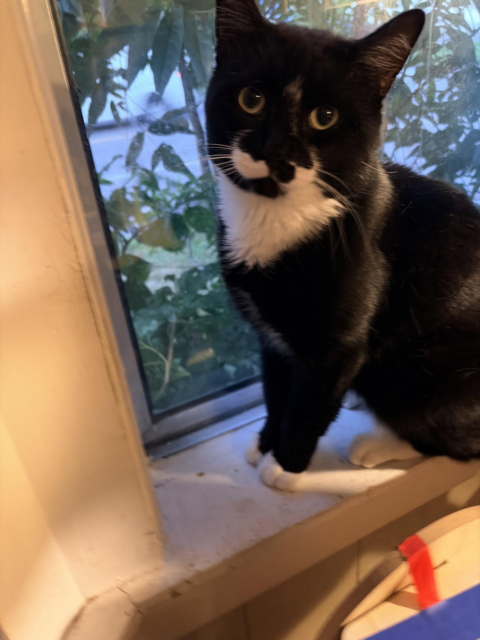 Enlarge Gatsby, a Adopted Domestic Short Hair in East Derry, NH image 3/3