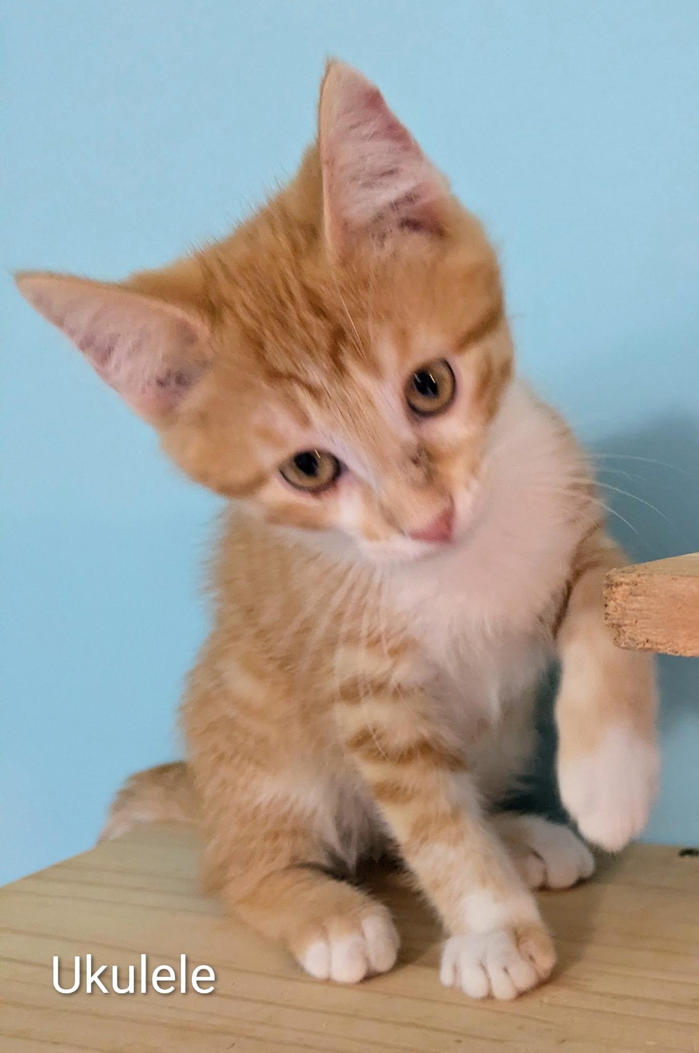 Enlarge Ukulele, a Adoptable Domestic Short Hair in Mears, MI image 3/4