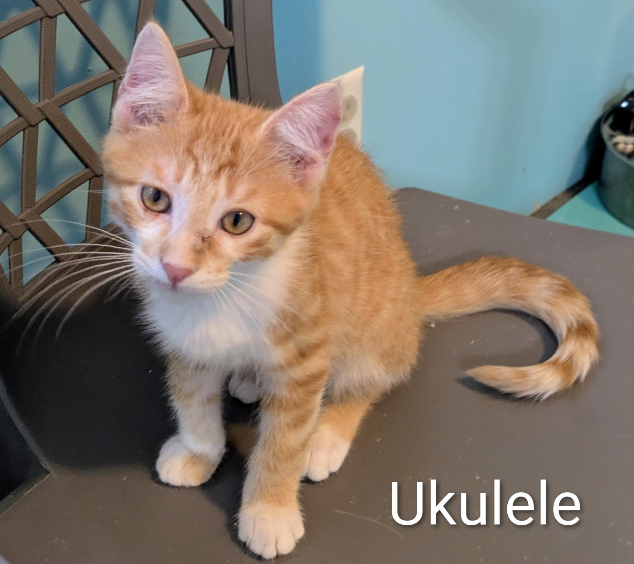 Enlarge Ukulele, a Adoptable Domestic Short Hair in Mears, MI image 4/4