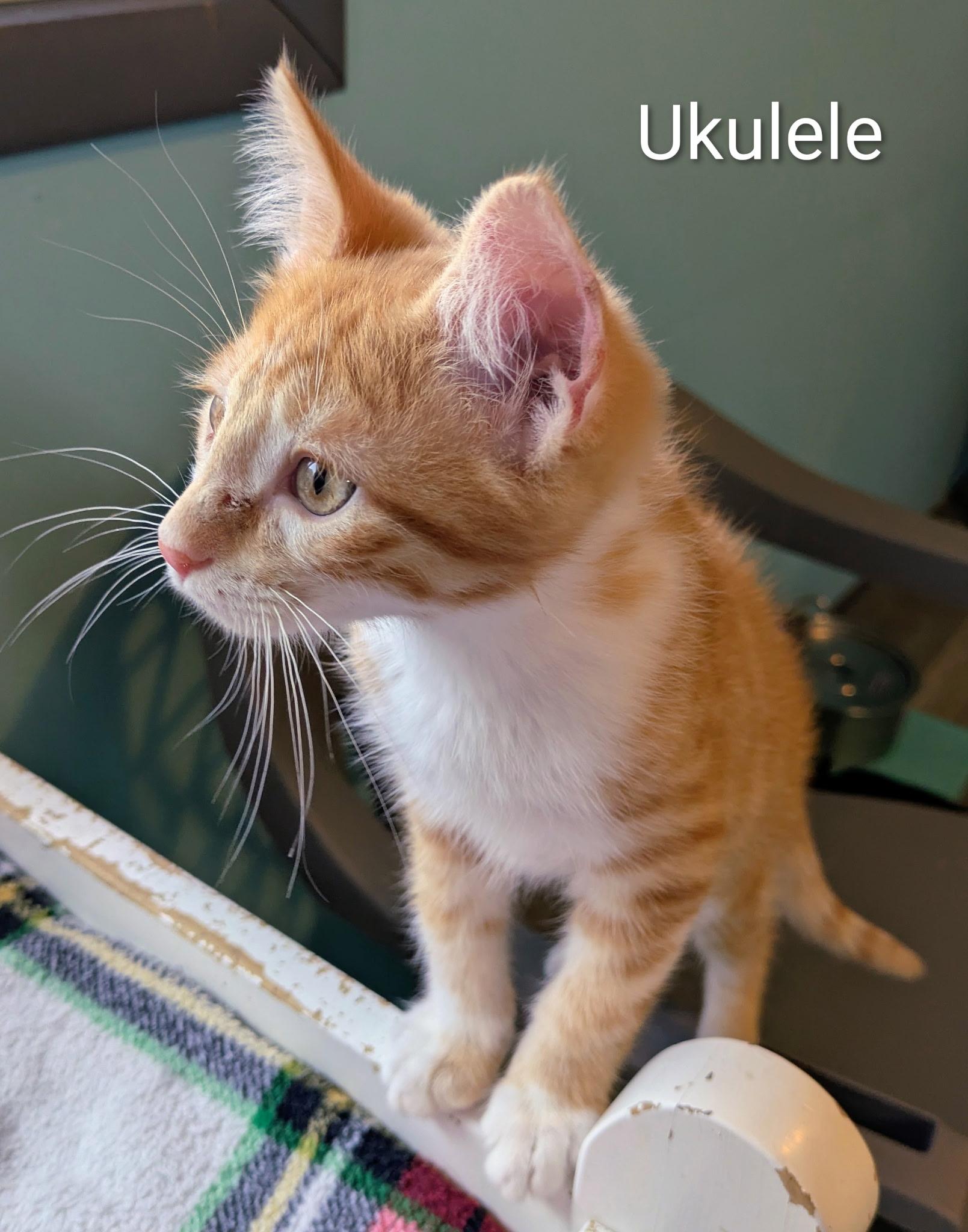 Ukulele, Adoptable, Young Male Domestic Short Hair.