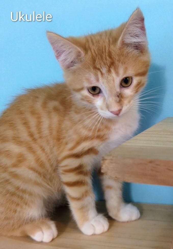 Enlarge Ukulele, a Adoptable Domestic Short Hair in Mears, MI image 2/4