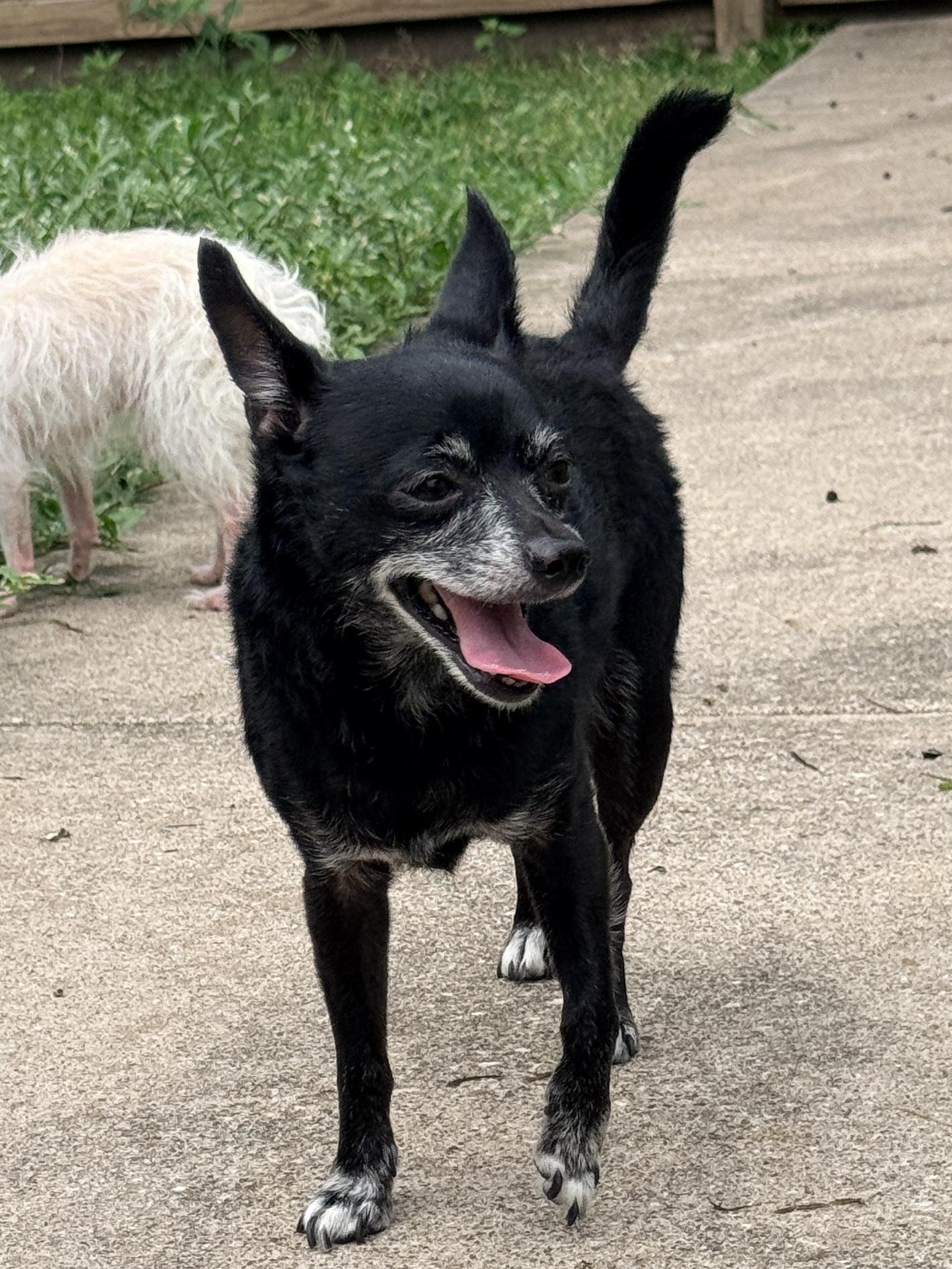 Enlarge Chip/Boomer, a Adoptable Chihuahua in Arlington, WA image 2/4
