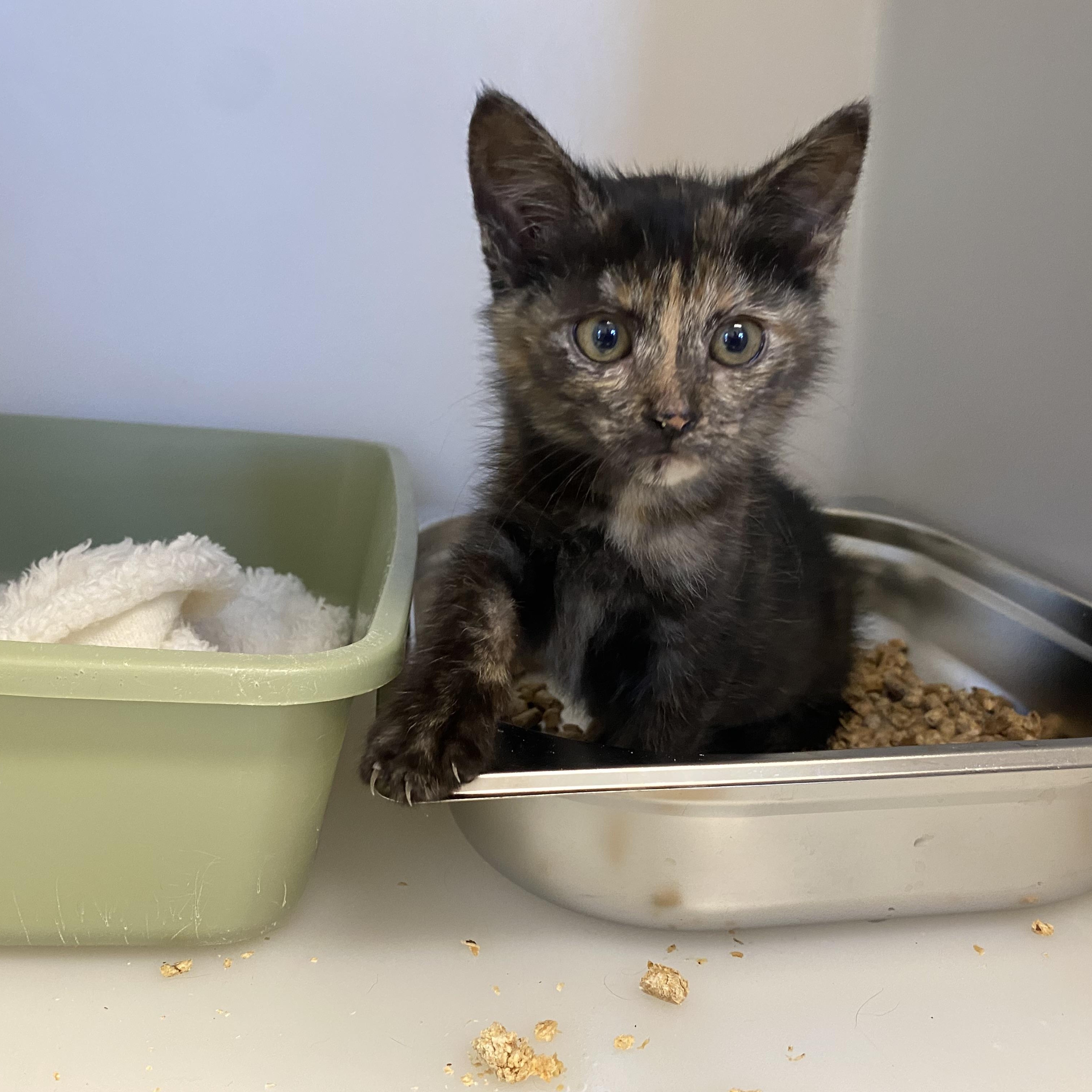 Trixey, a ADOPTABLE Domestic Short Hair in King George, VA image 1/4