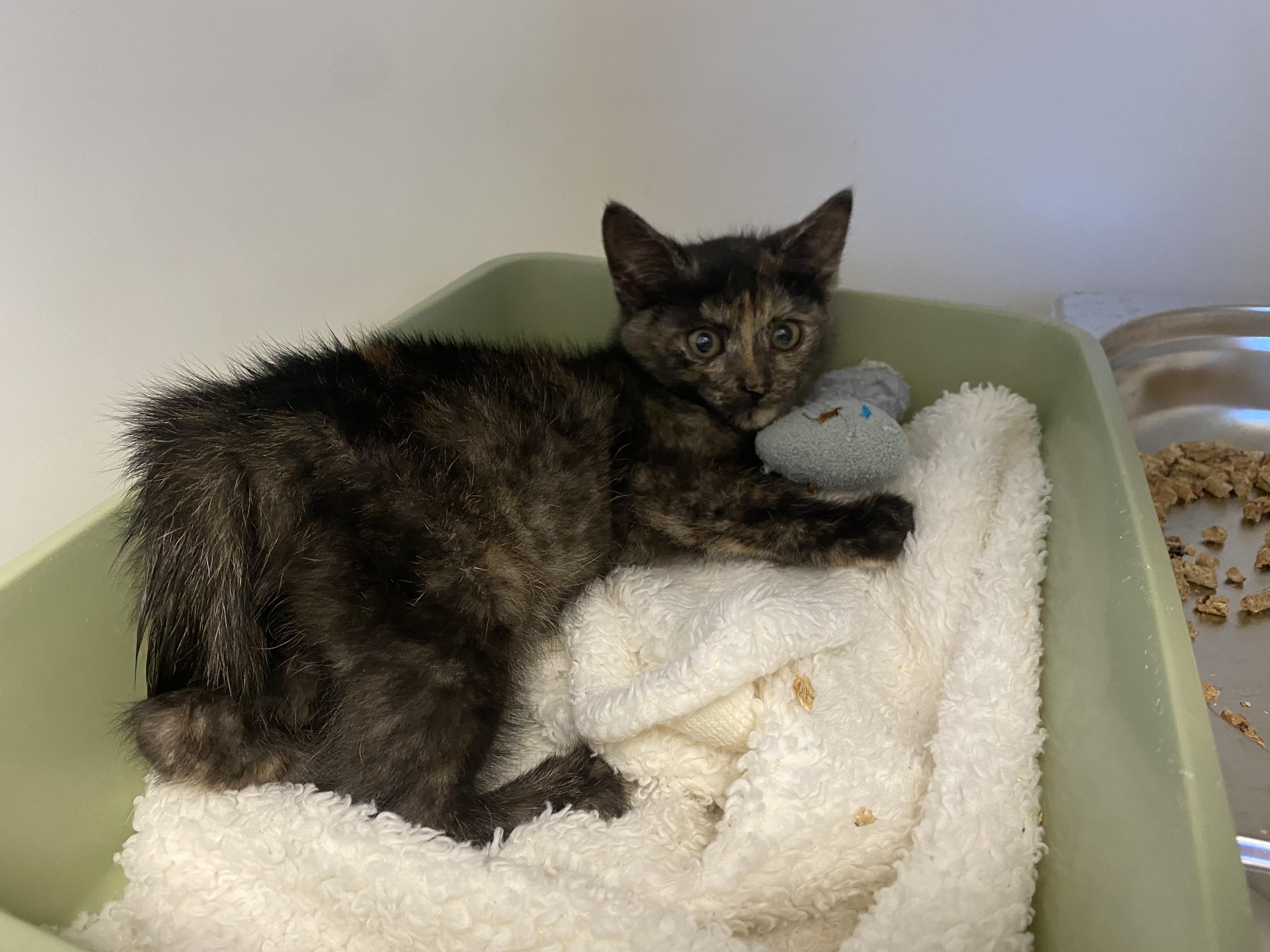 Trixey, a ADOPTABLE Domestic Short Hair in King George, VA image 3/4