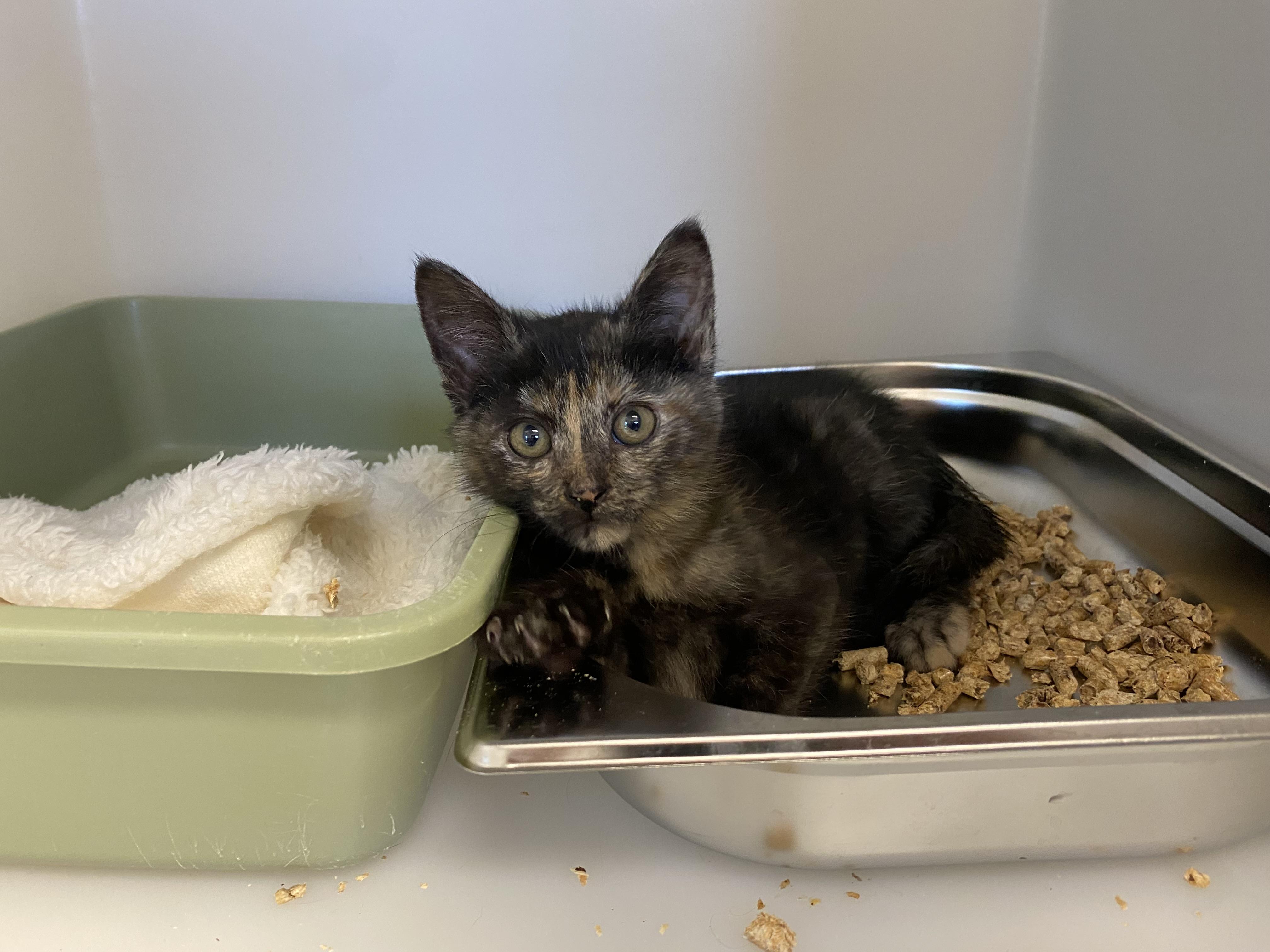 Trixey, a ADOPTABLE Domestic Short Hair in King George, VA image 4/4