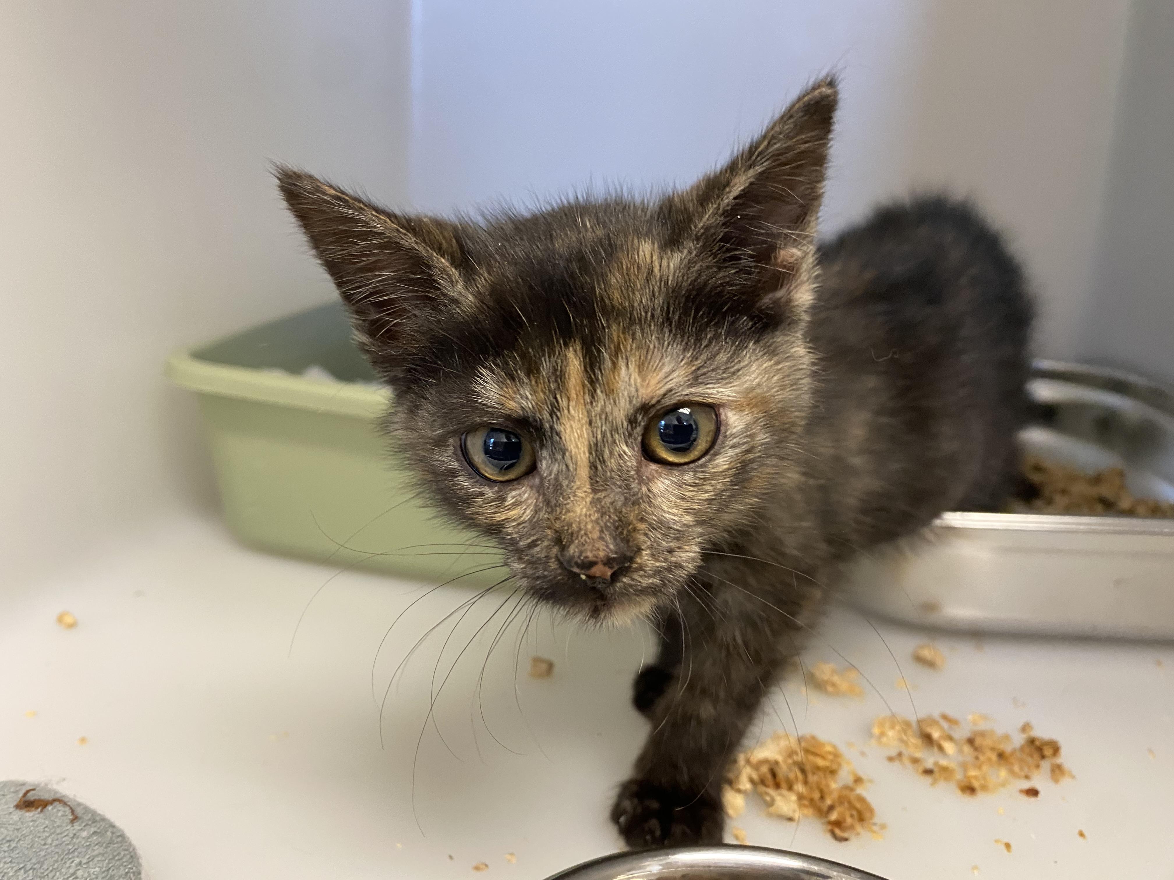 Trixey, a ADOPTABLE Domestic Short Hair in King George, VA image 2/4