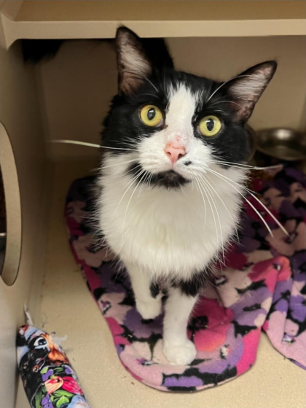 Enlarge Sweetie, a Adoptable Domestic Short Hair in Winfield, KS image 1/1