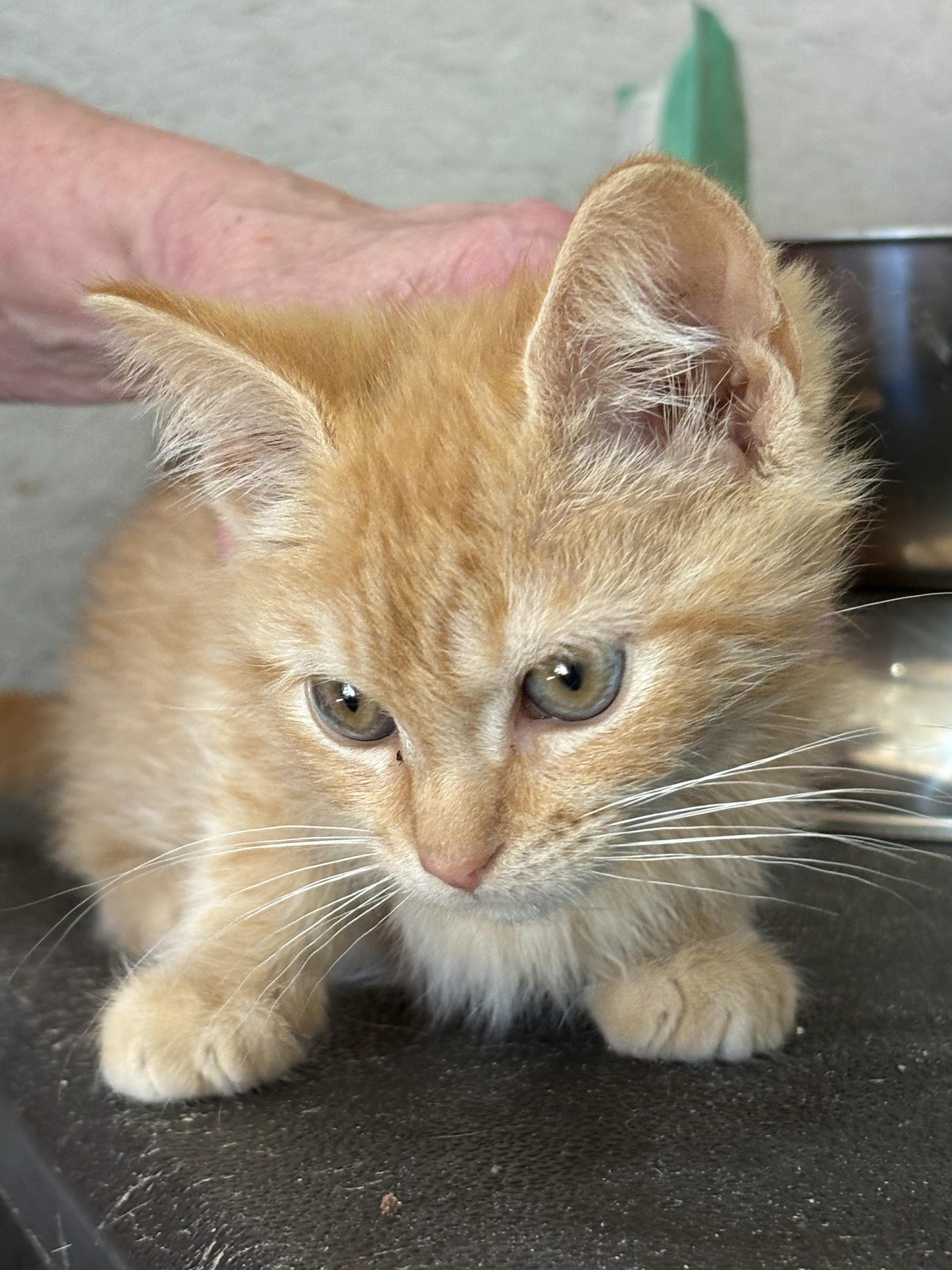 Flame , Adoptable, Kitten Male Domestic Short Hair.