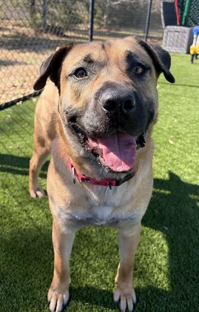 LURCH, Adoptable, Young Male Mastiff & German Shepherd Dog.
