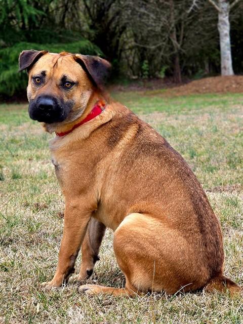 LURCH, Adoptable, Young Male Mastiff & German Shepherd Dog.
