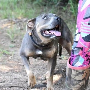 Babs, a Adoptable mixed breed in Willis, TX image 4/6