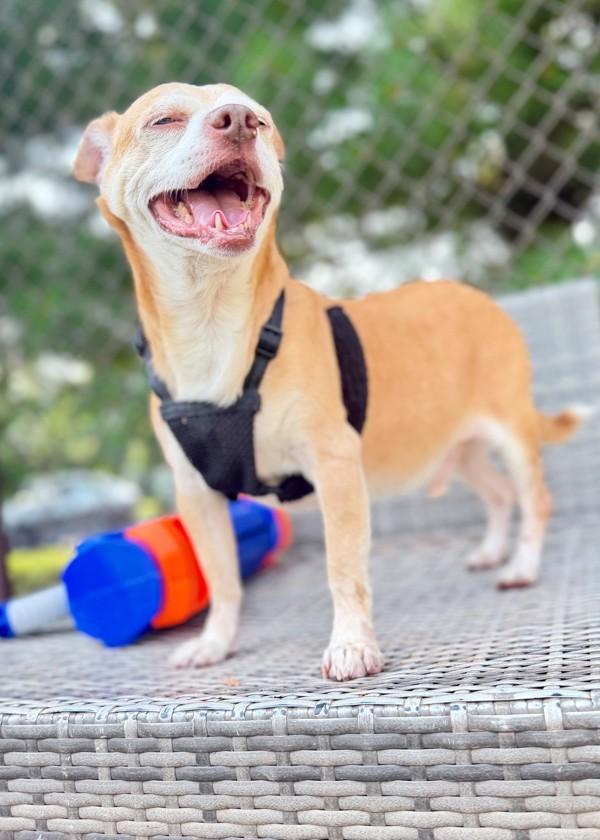 Pookey (in Foster) photo