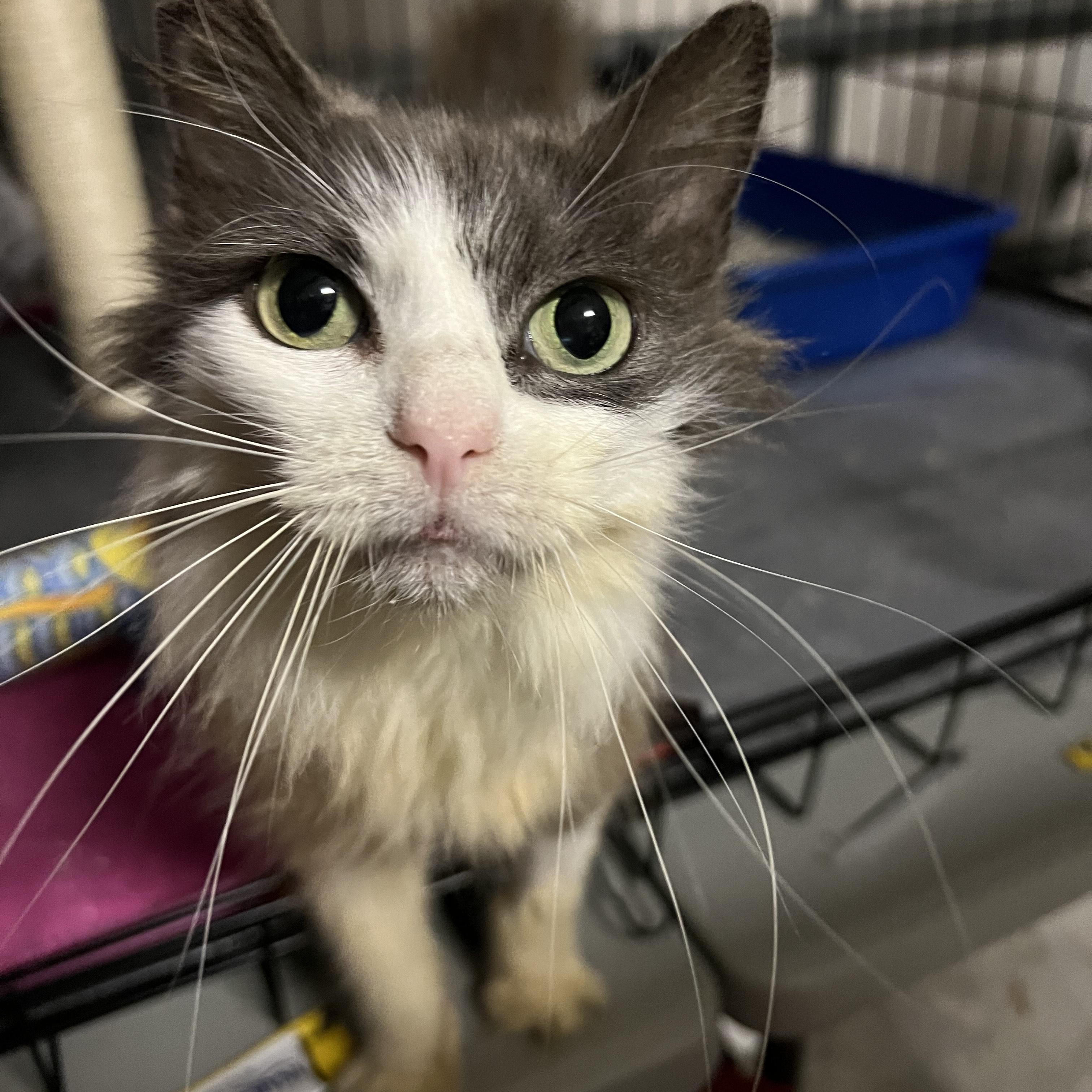 Enlarge Duchess, a Adoptable Domestic Long Hair in Maitland, FL image 2/6