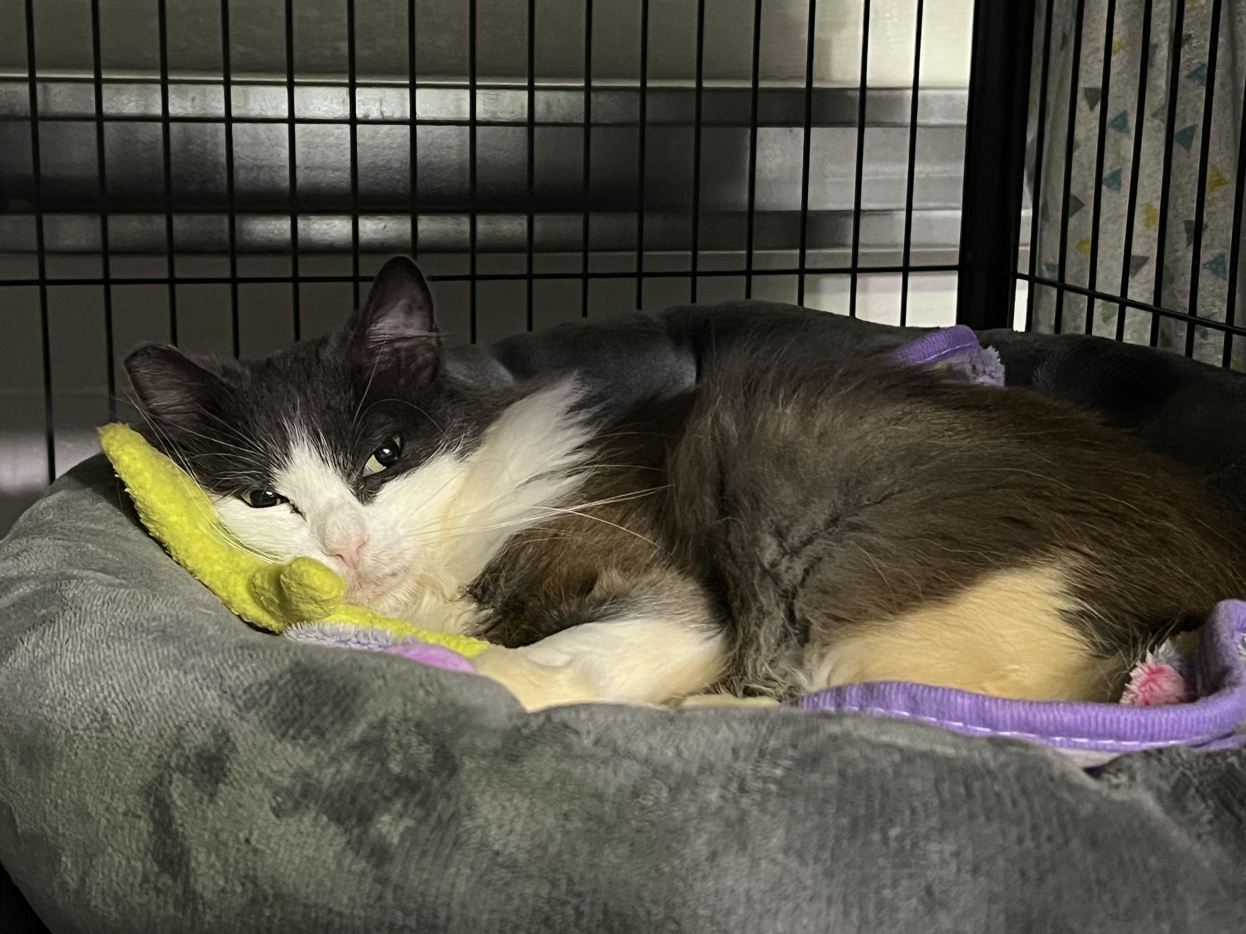 Enlarge Duchess, a Adoptable Domestic Long Hair in Maitland, FL image 3/6