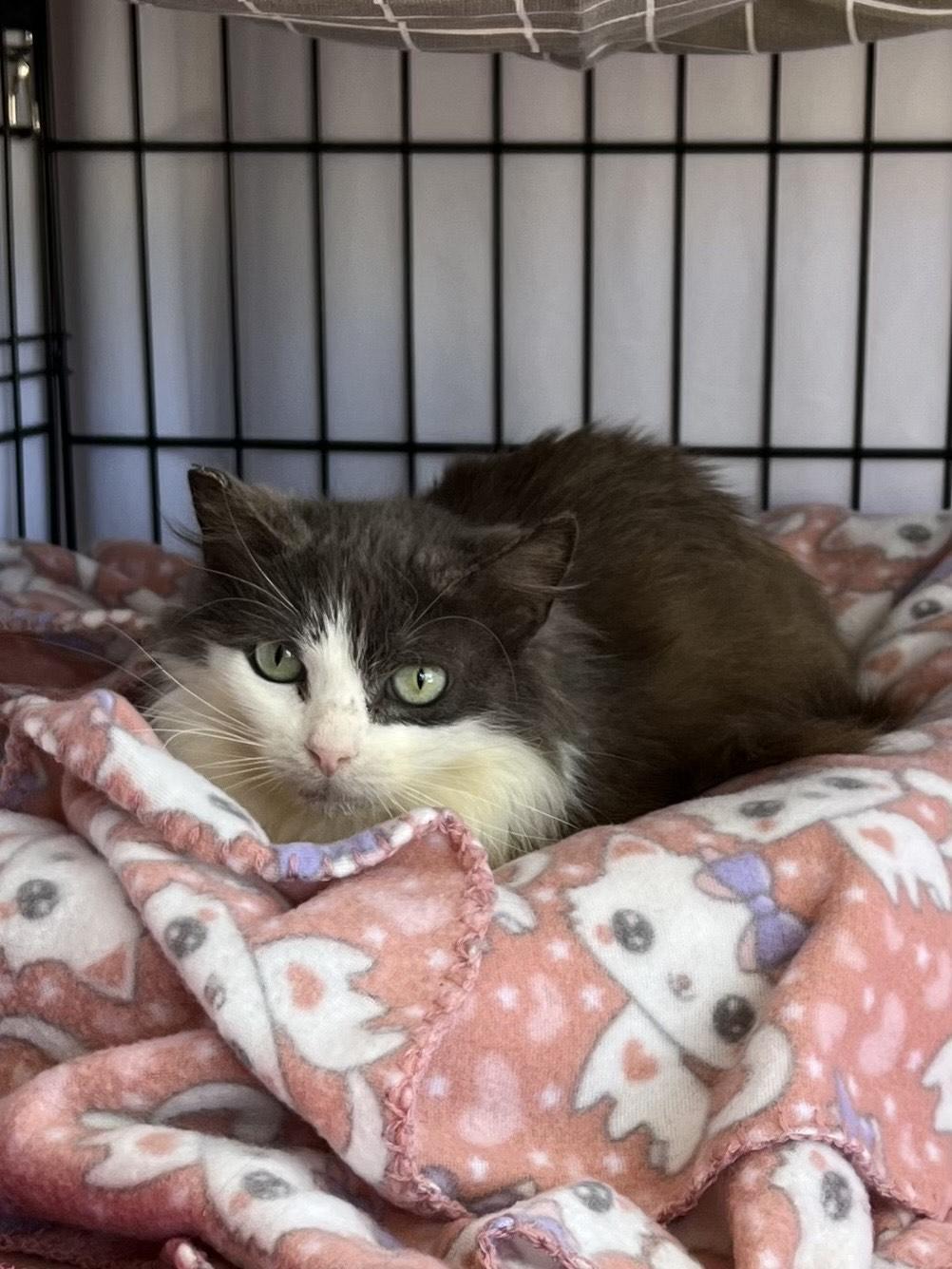 Enlarge Duchess, a Adoptable Domestic Long Hair in Maitland, FL image 4/6