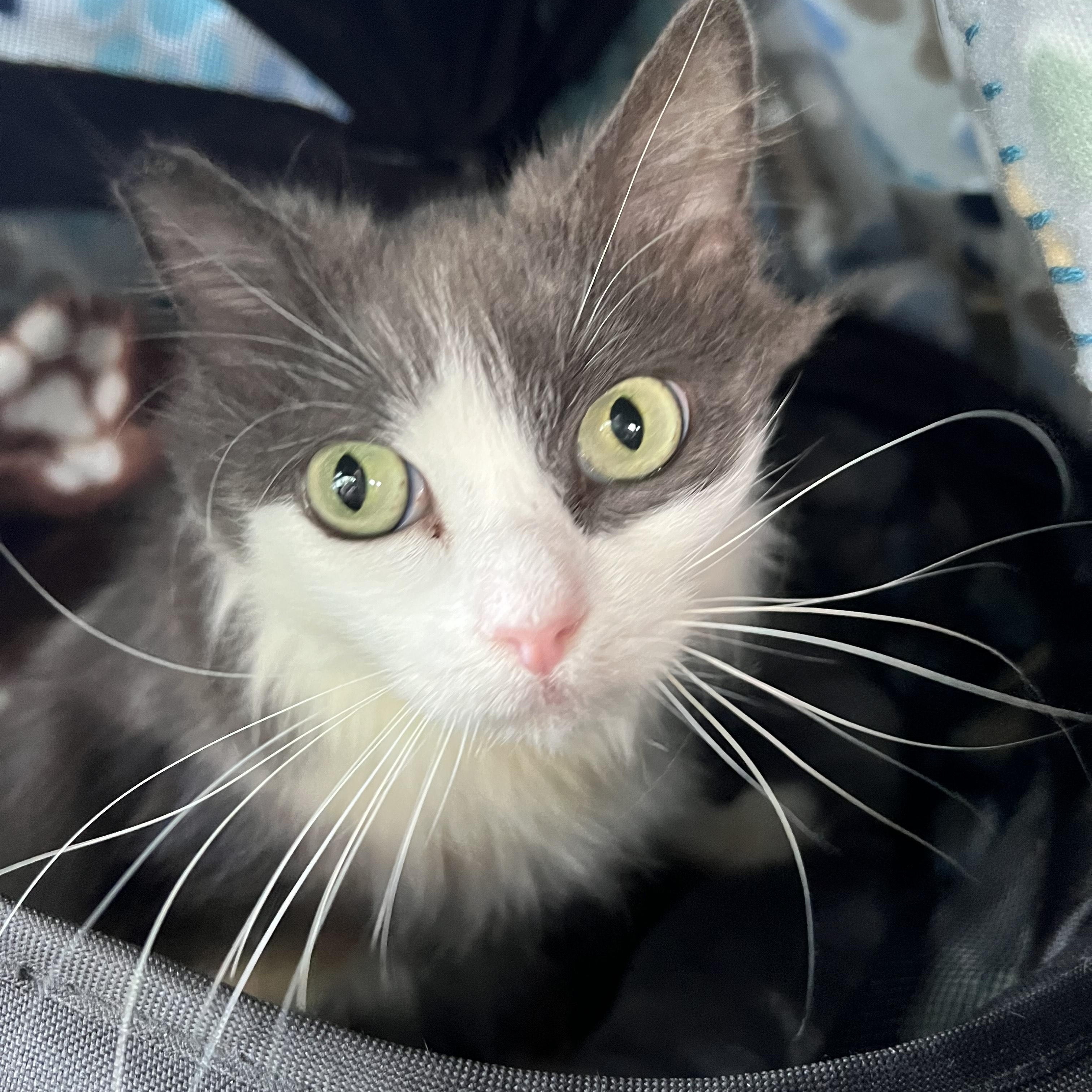 Enlarge Duchess, a Adoptable Domestic Long Hair in Maitland, FL image 5/6