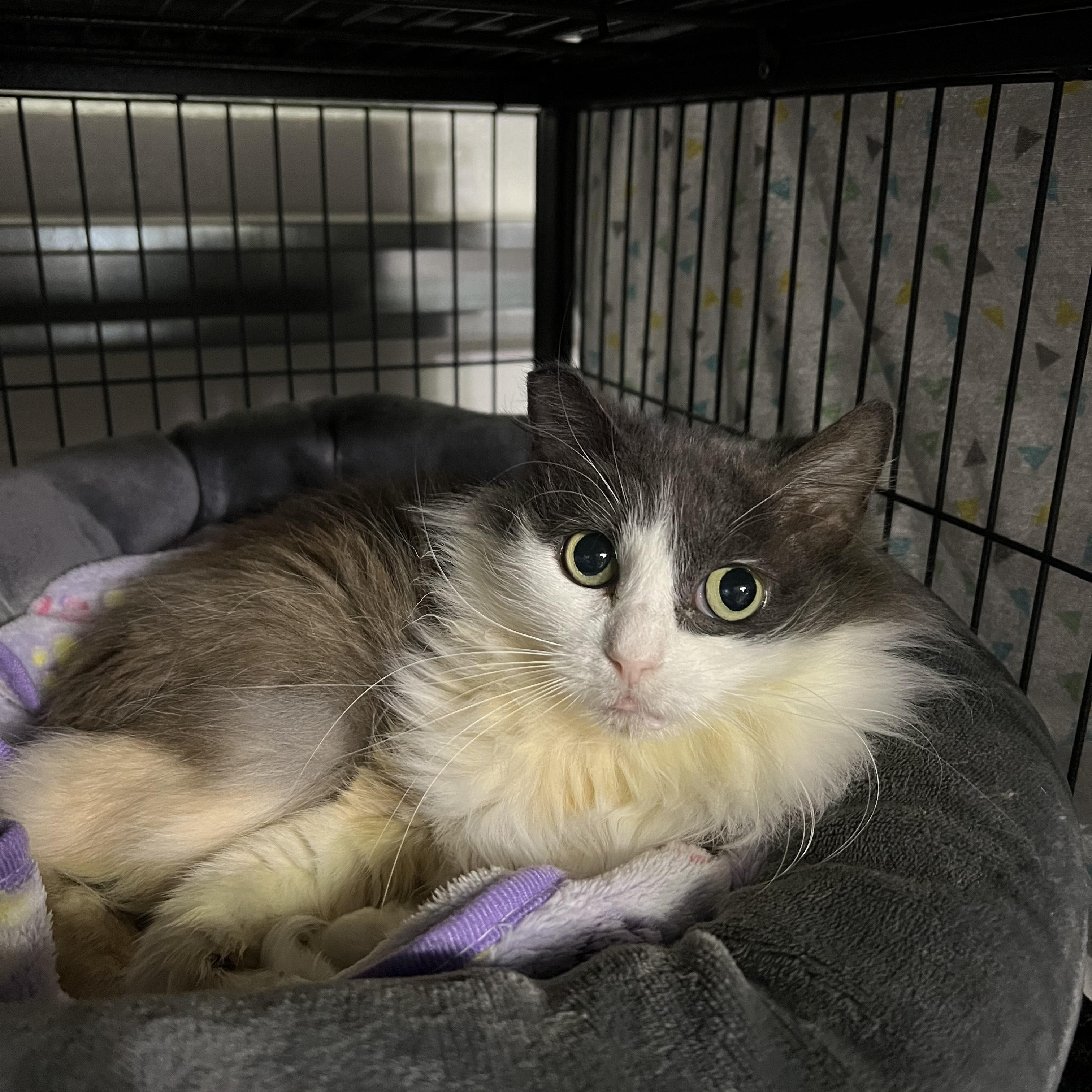 Enlarge Duchess, a Adoptable Domestic Long Hair in Maitland, FL image 1/6