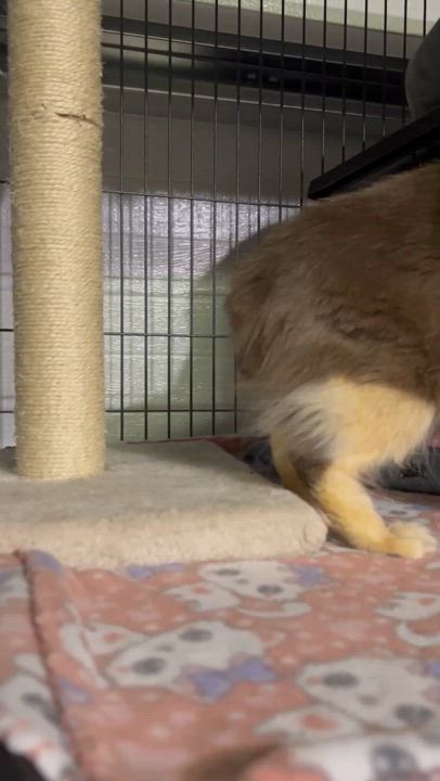 Enlarge Duchess, a Adoptable Domestic Long Hair in Maitland, FL video 6/6
