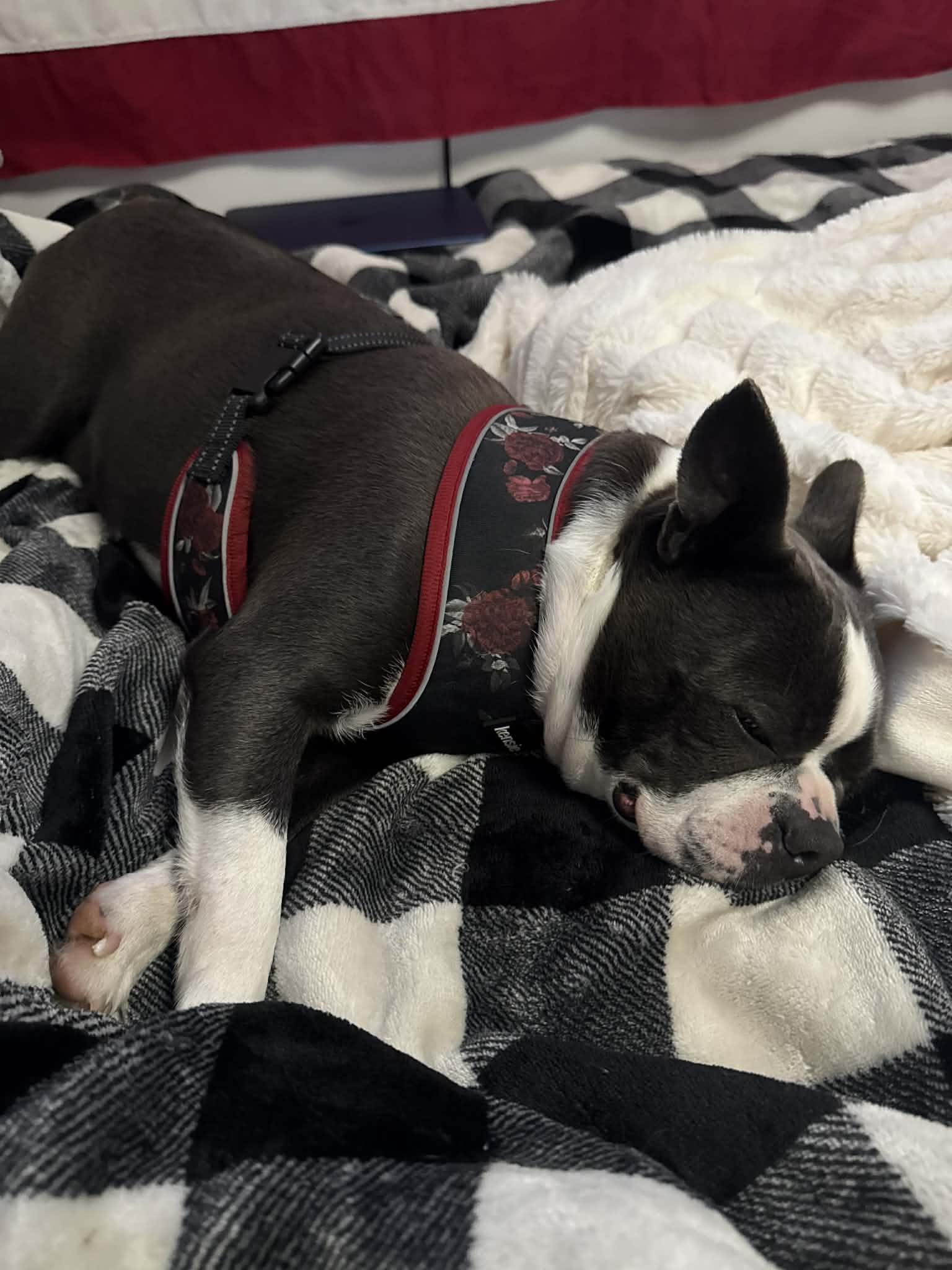 Enlarge Aria, an adopted Boston Terrier in Brunswick, ME image 1/3