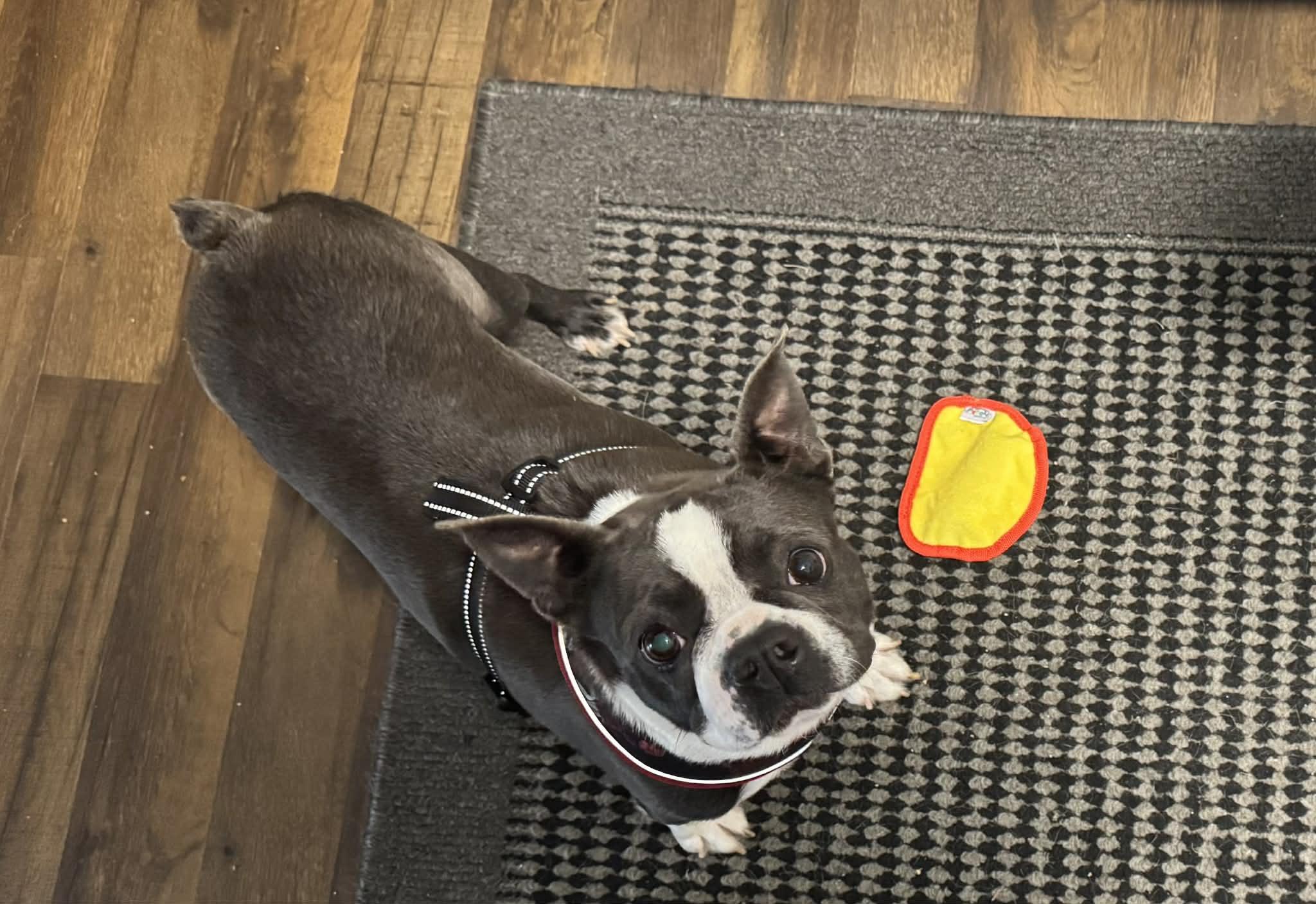 Enlarge Aria, an adopted Boston Terrier in Brunswick, ME image 2/3