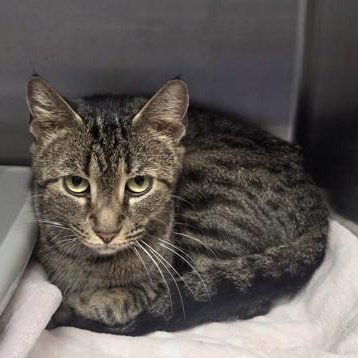 Fawn, ADOPTABLE, Adult Female Domestic Short Hair.