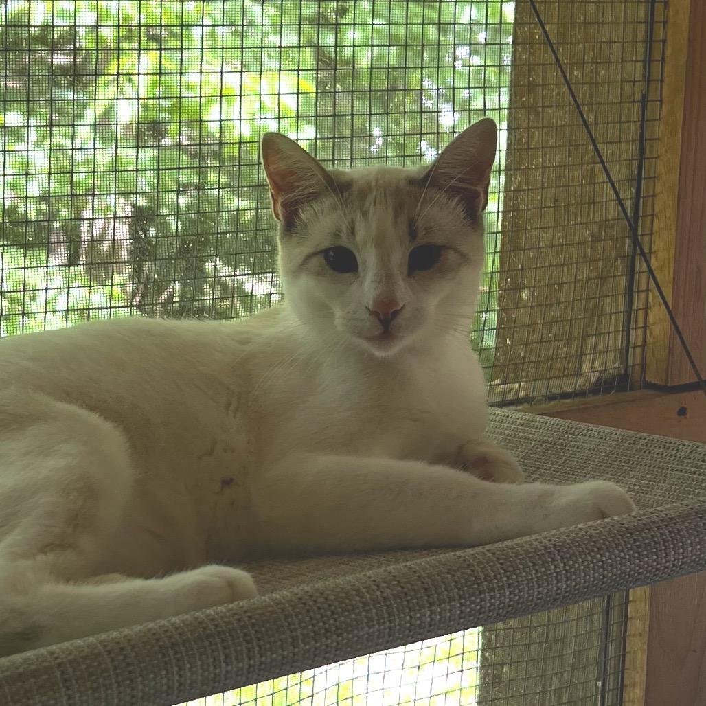 Zak, Adoptable, Young Male Siamese & Domestic Short Hair.