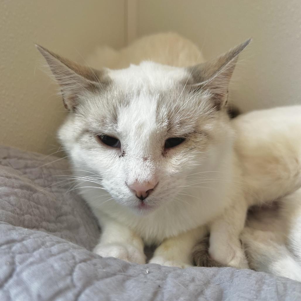 Enlarge Zak, a Adoptable mixed breed in Brighton, MO image 4/5