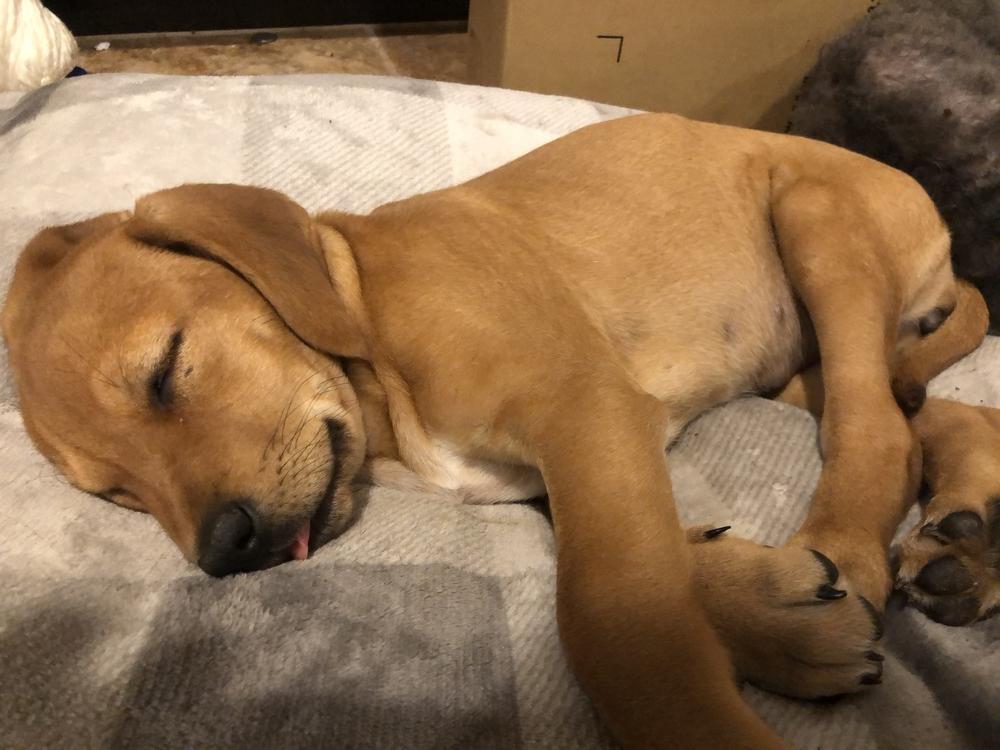 Tank, Adopted, Puppy Male Hound.