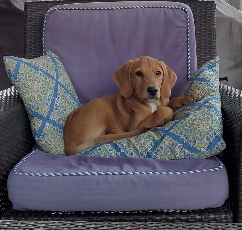 Enlarge Tank, a Adopted mixed breed in Sealy, TX image 2/3