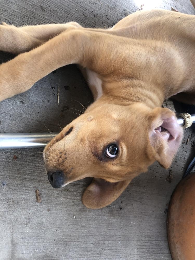 Enlarge Tank, a Adopted mixed breed in Sealy, TX image 3/3