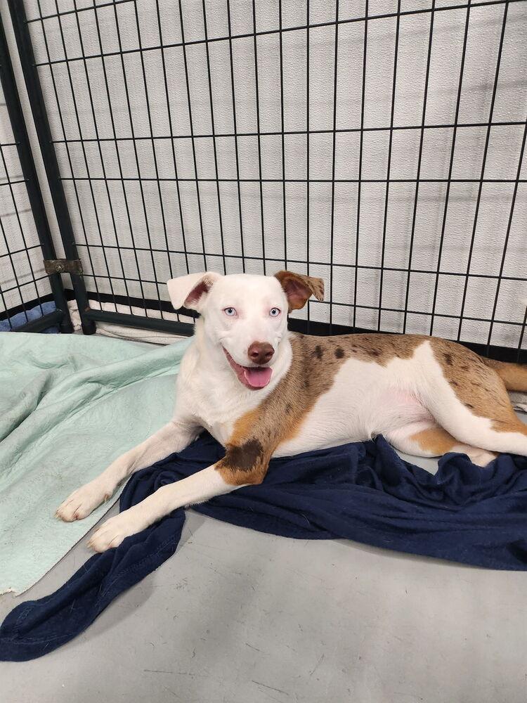Enlarge Blue, a Adoptable mixed breed in Chattanooga, TN image 1/2