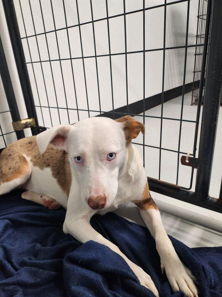 Enlarge Blue, a Adoptable mixed breed in Chattanooga, TN image 2/2