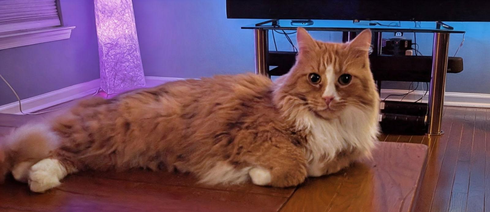 Cheddar, Adoptable, Senior Male Maine Coon & Domestic Medium Hair.