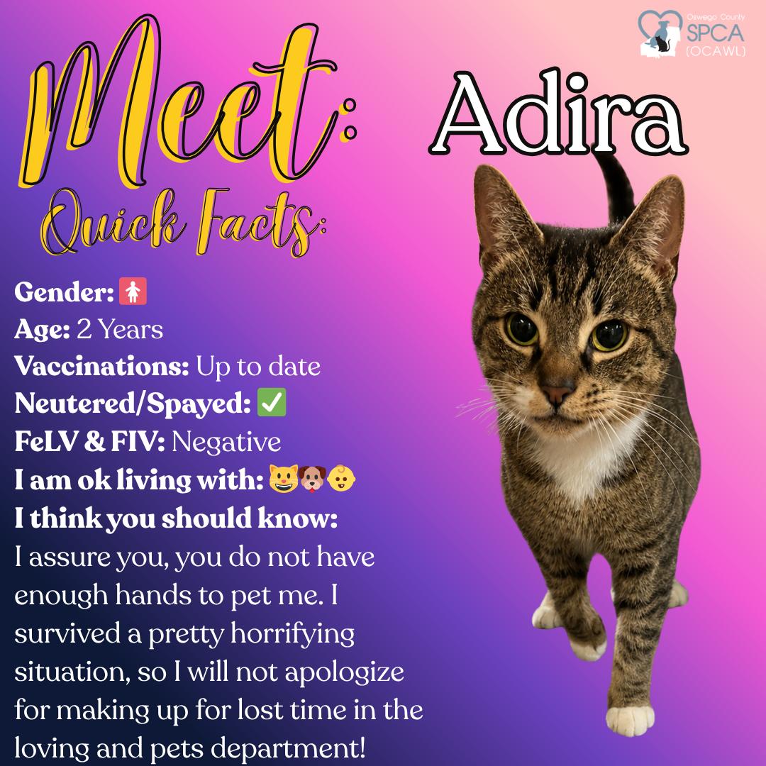 Adira, ADOPTABLE, Young Female Tabby.