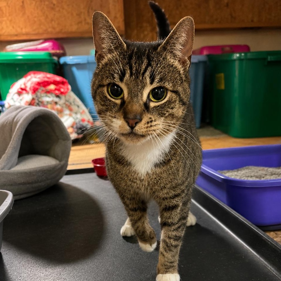Enlarge Adira, a ADOPTABLE Tabby in Fulton, NY image 2/2