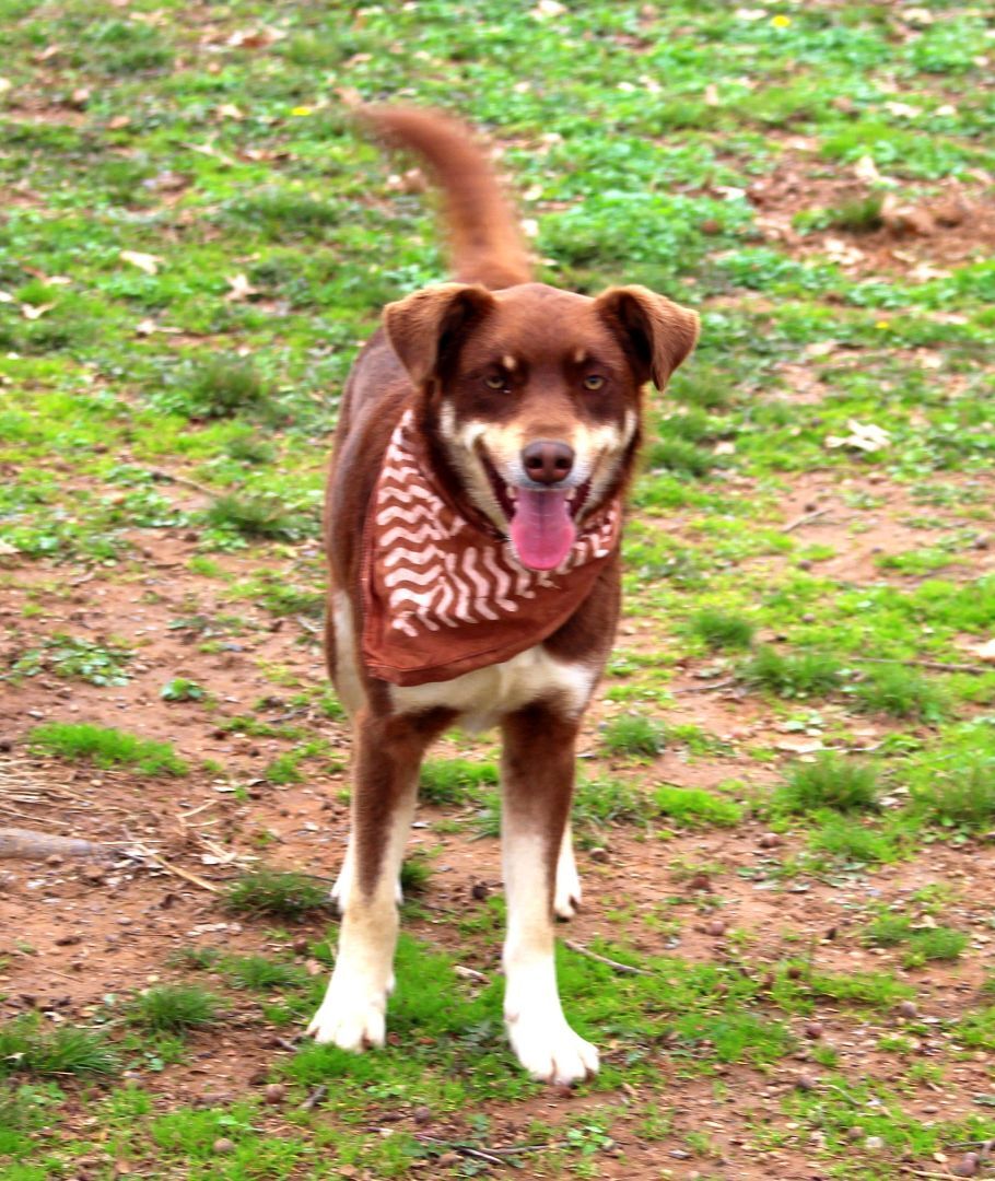 Dusty, a Adoptable mixed breed in Muldrow, OK image 1/12