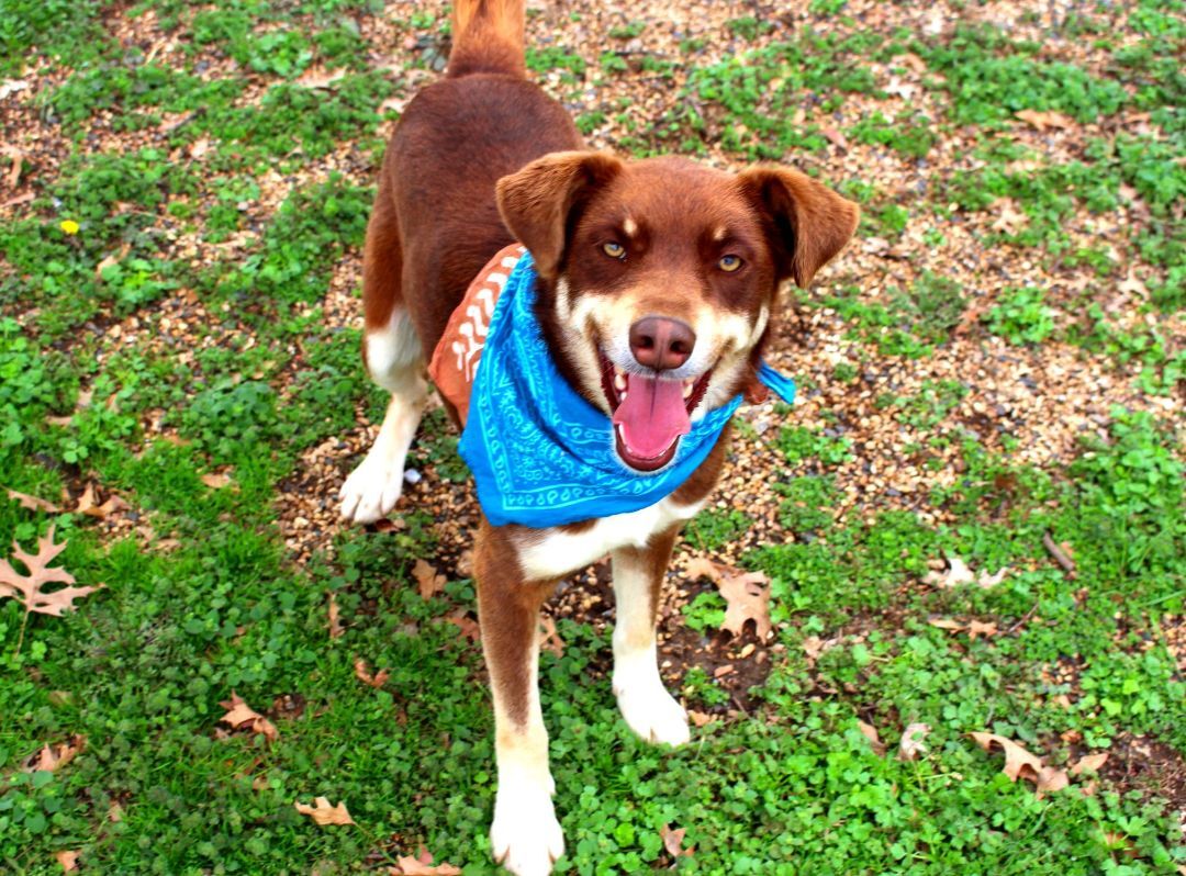 Dusty, a Adoptable mixed breed in Muldrow, OK image 2/12