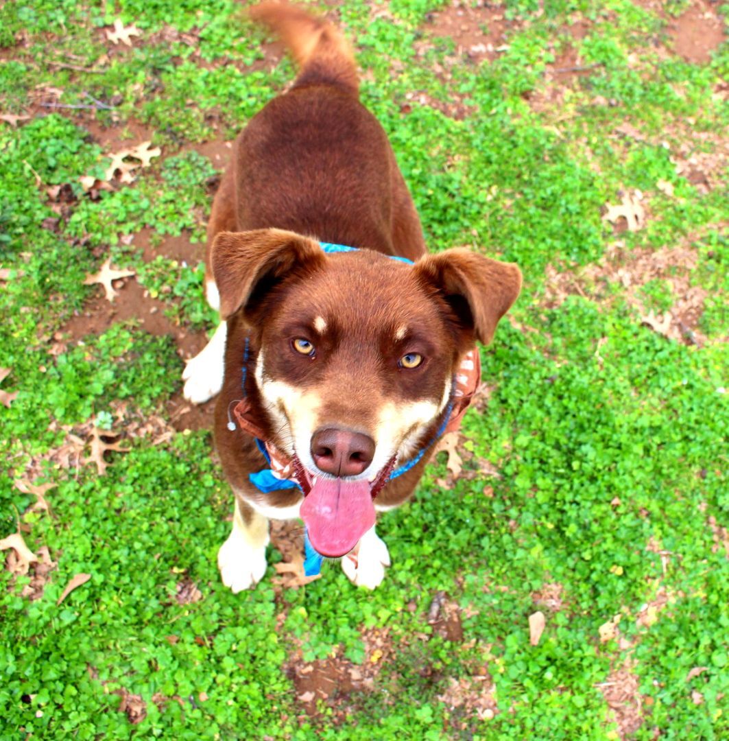 Dusty, a Adoptable mixed breed in Muldrow, OK image 3/12
