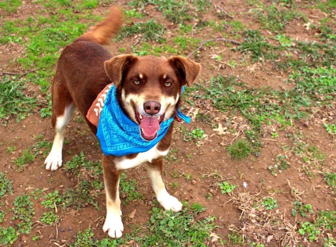 Dusty, a Adoptable mixed breed in Muldrow, OK image 4/12