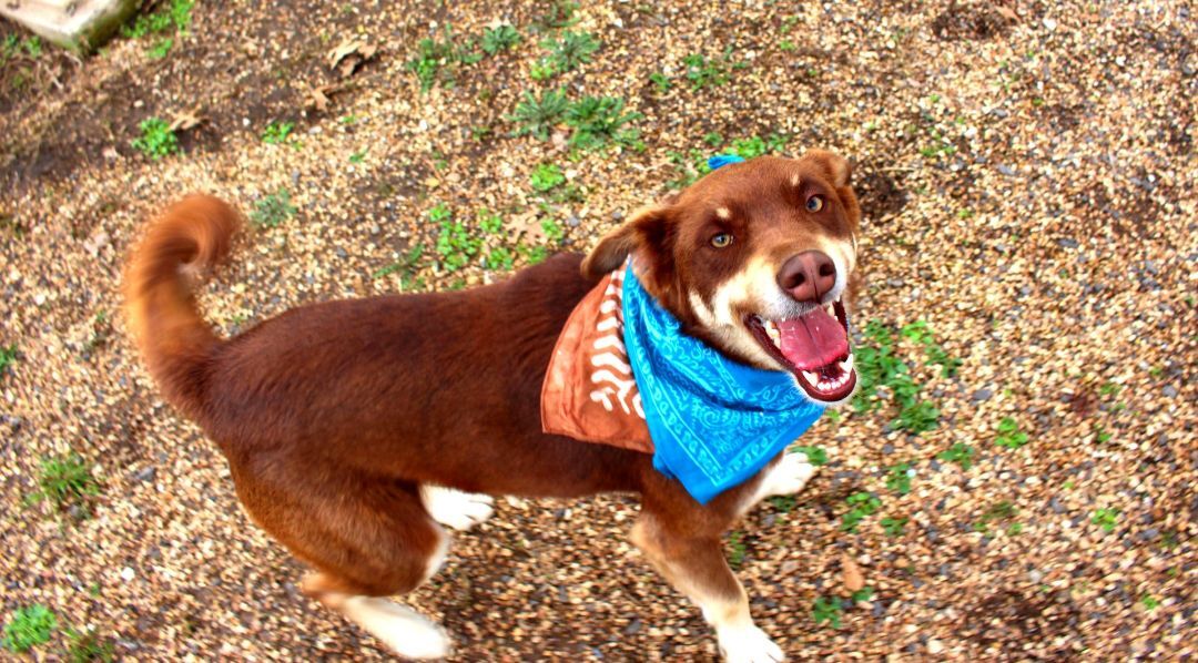 Dusty, a Adoptable mixed breed in Muldrow, OK image 5/12