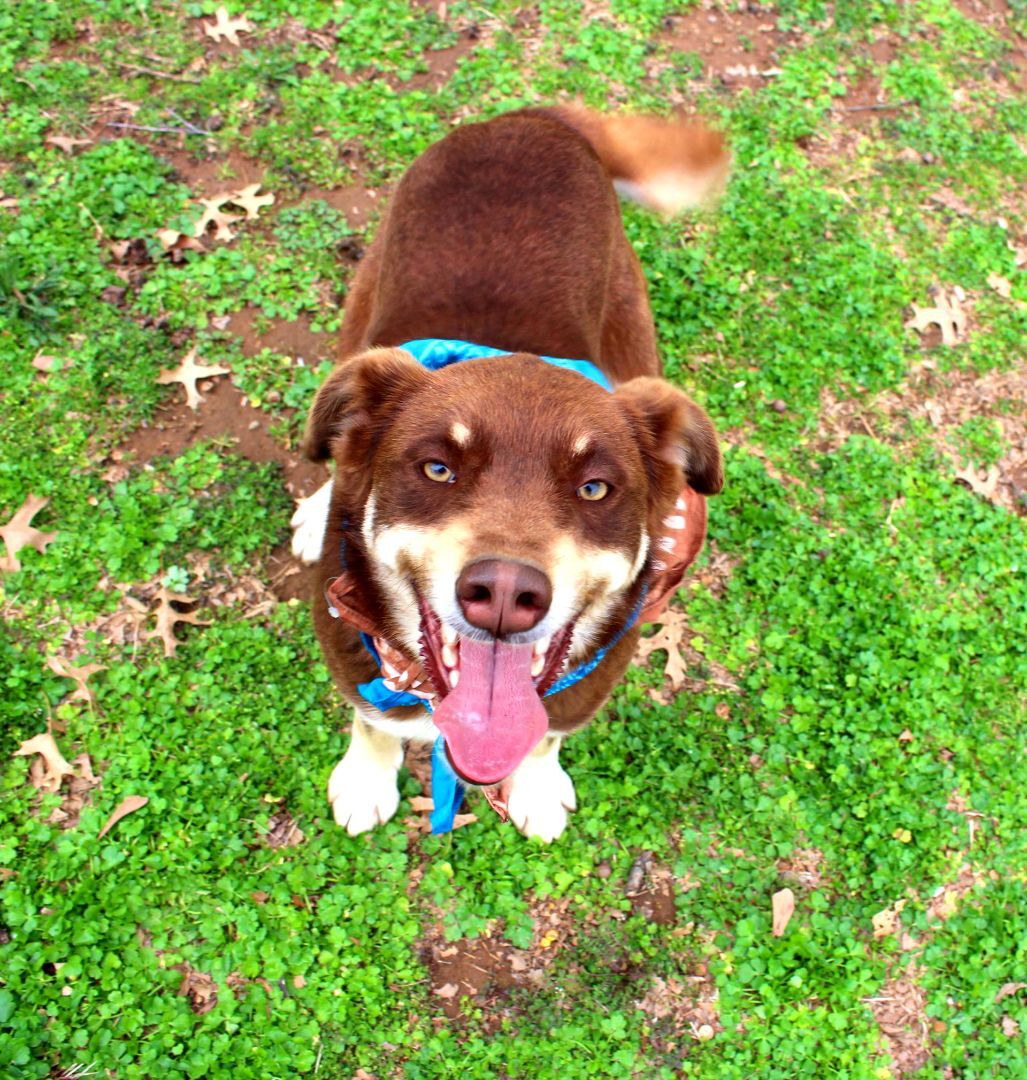 Dusty, a Adoptable mixed breed in Muldrow, OK image 6/12