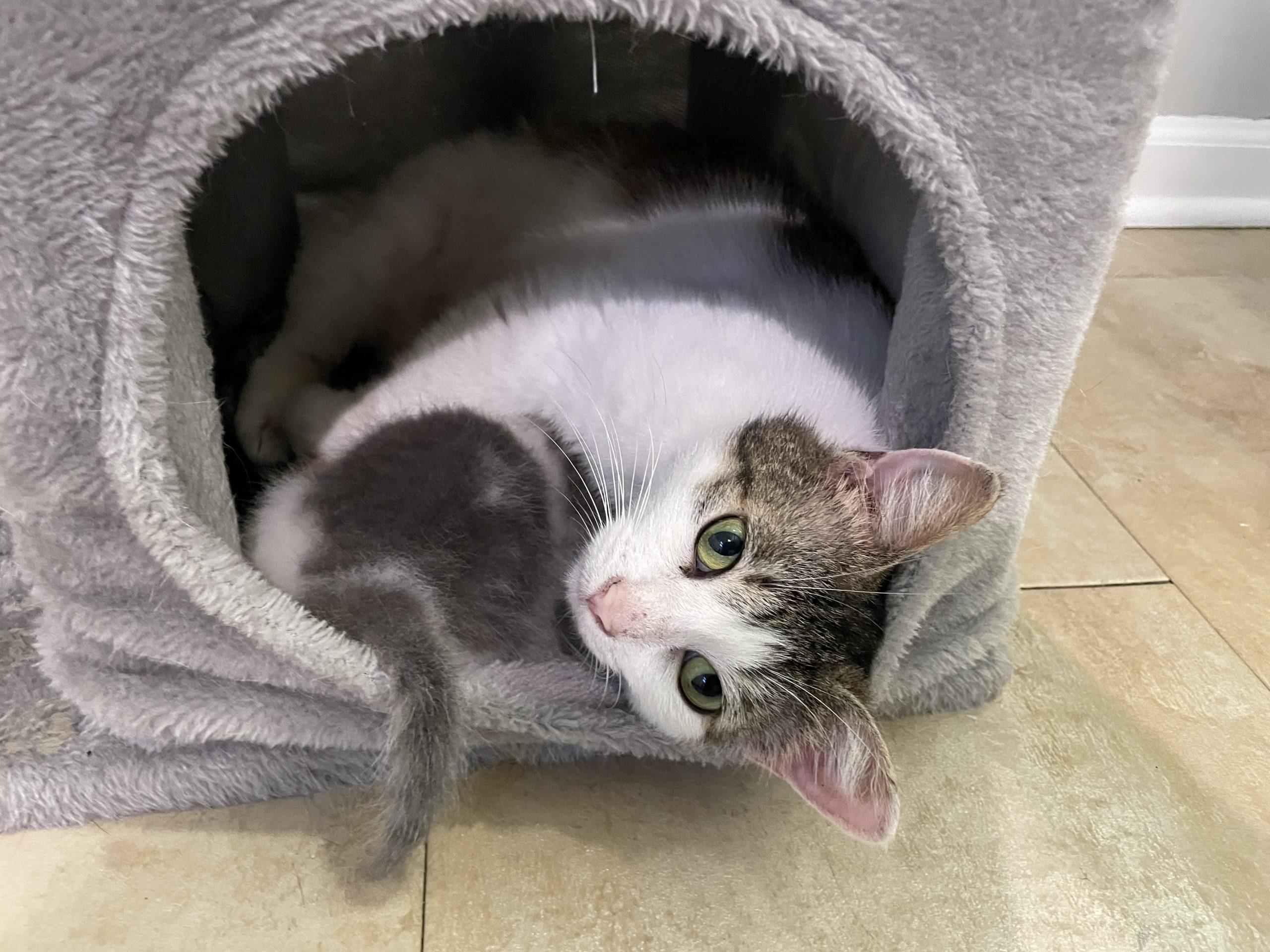 Enlarge Willow, a Adoptable Domestic Short Hair in Fishers, IN image 1/4