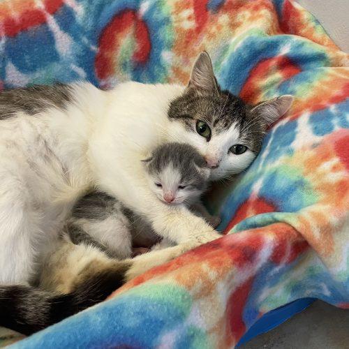 Enlarge Willow, a Adoptable Domestic Short Hair in Fishers, IN image 2/4