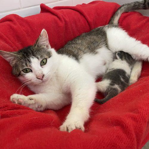 Enlarge Willow, a Adoptable Domestic Short Hair in Fishers, IN image 3/4