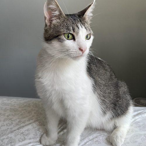 Enlarge Willow, a Adoptable Domestic Short Hair in Fishers, IN image 4/4