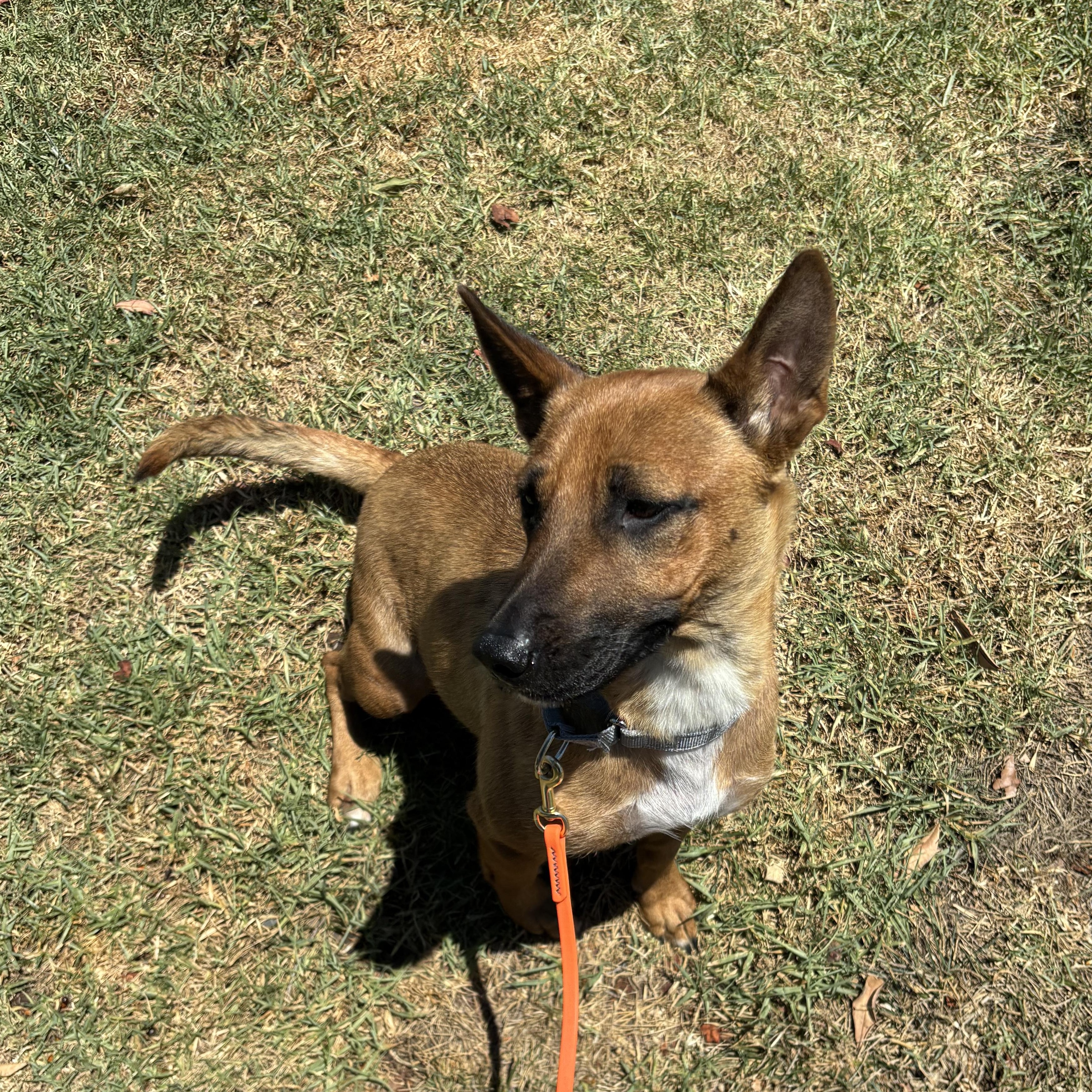 Enlarge Penelope, a ADOPTABLE Shepherd in Rancho Santa Margarita, CA image 2/2